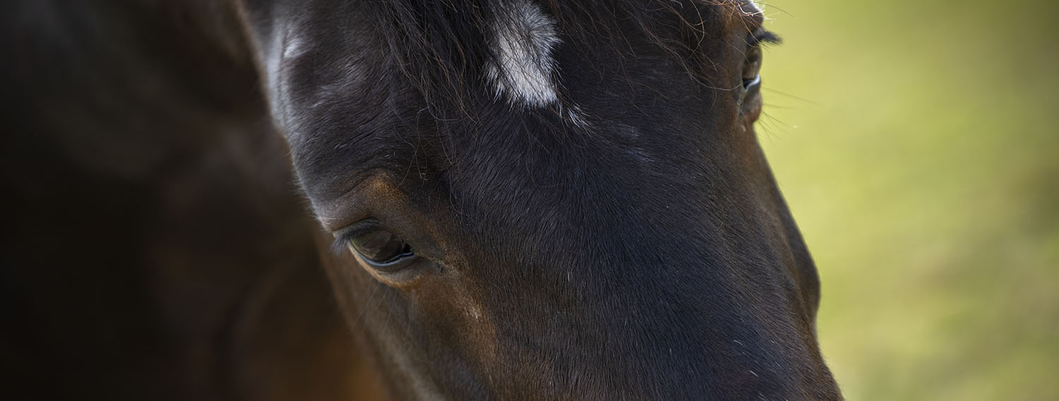 Find Upper Hattons Stables Wolverhampton, West Midlands